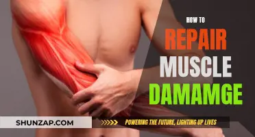 Repairing Muscle Damage: A Guide to Healing and Recovery