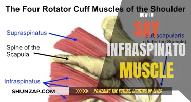 Pronouncing the Infraspinatous Muscle: A Guide to Getting it Right