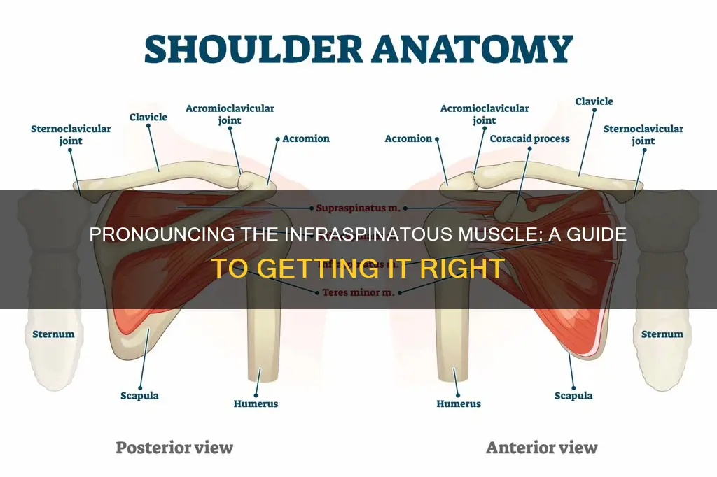 how to say infraspinatous muscle