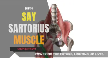 Pronouncing the Sartorius Muscle: A Guide