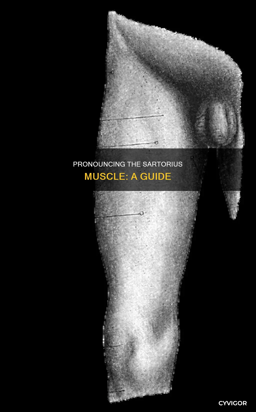 how to say sartorius muscle