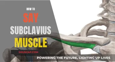 Pronouncing the Subclavius Muscle: A Step-by-Step Guide