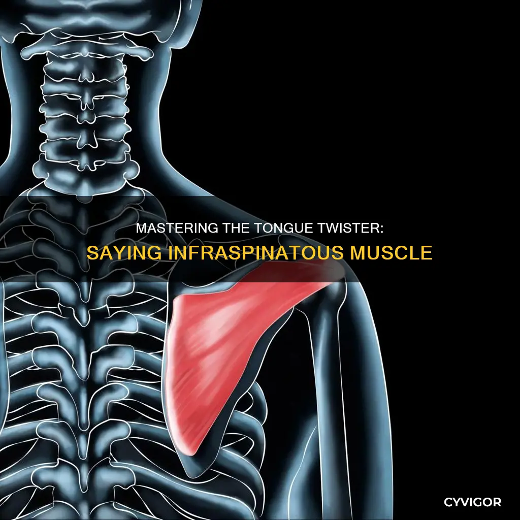 how to sayinfraspinatous muscle