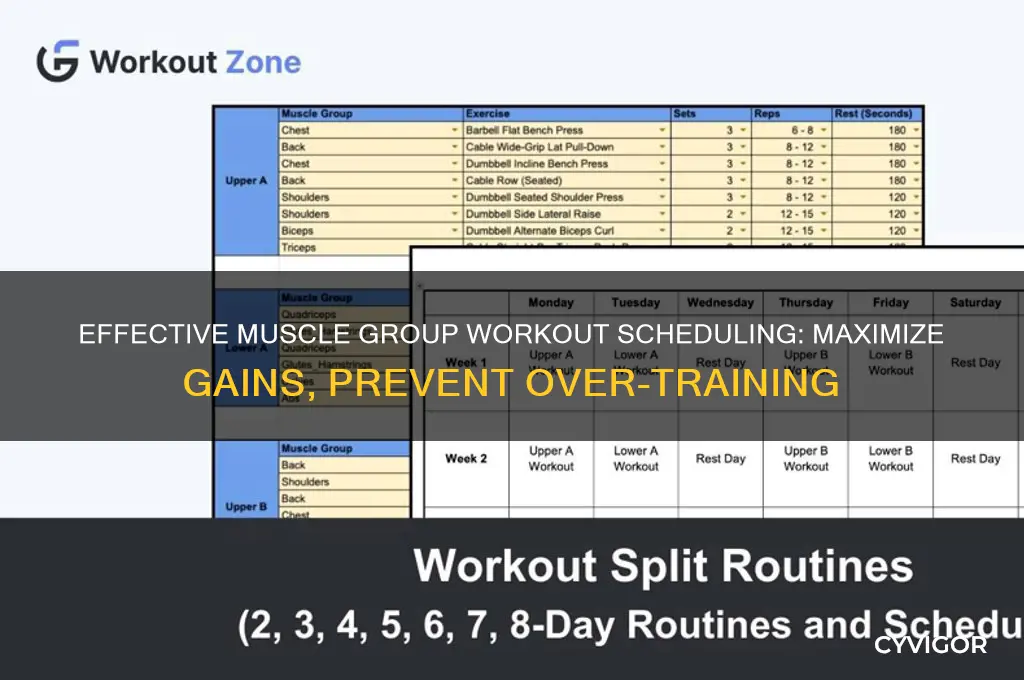 how to schedule muscle group workouts