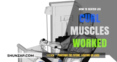 Mastering Seated Leg Curls: Targeted Muscles and Effective Techniques
