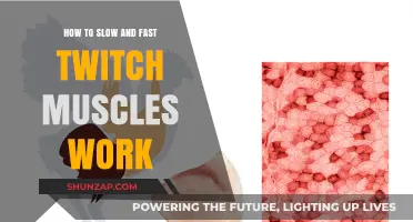 Understanding Slow and Fast Twitch Muscles: Function, Training, and Performance