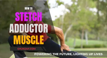 Stretching the Adductor Muscle: Techniques for Flexibility and Mobility