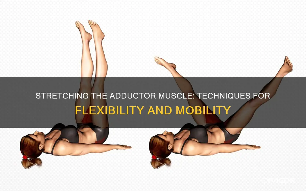 how to stetch adductor muscle