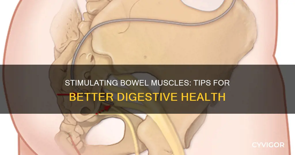 how to stimulate bowel muscles