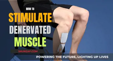 Stimulating Denervated Muscles: Techniques for Effective Recovery