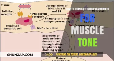 Activating Group II Afferents: Techniques to Enhance Muscle Tone Naturally