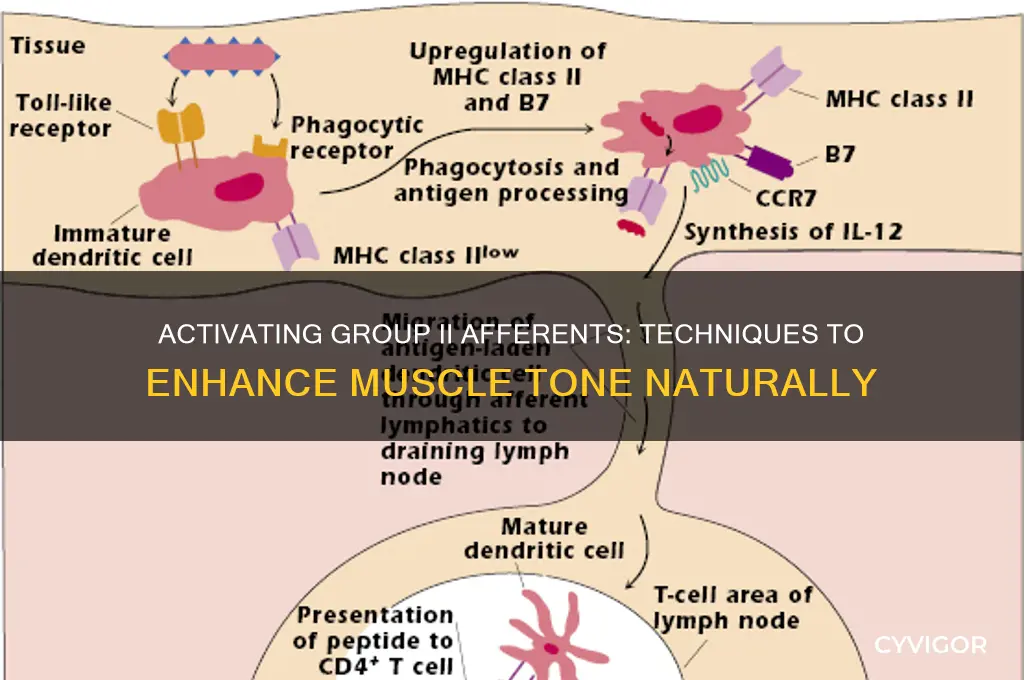 how to stimulate group ii afferents for muscle tone