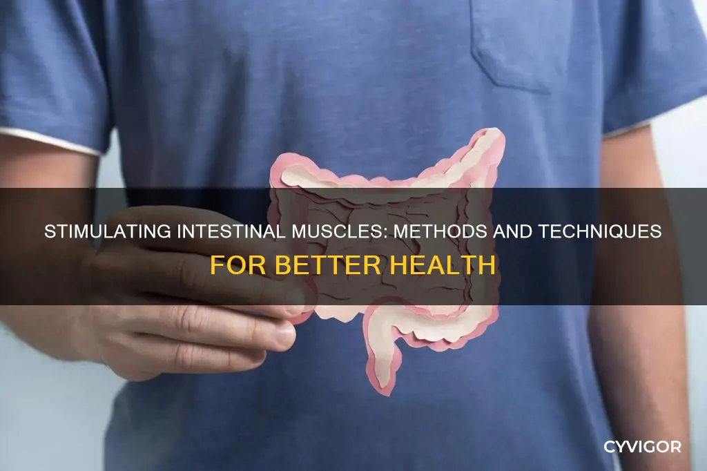 how to stimulate intestinal muscles