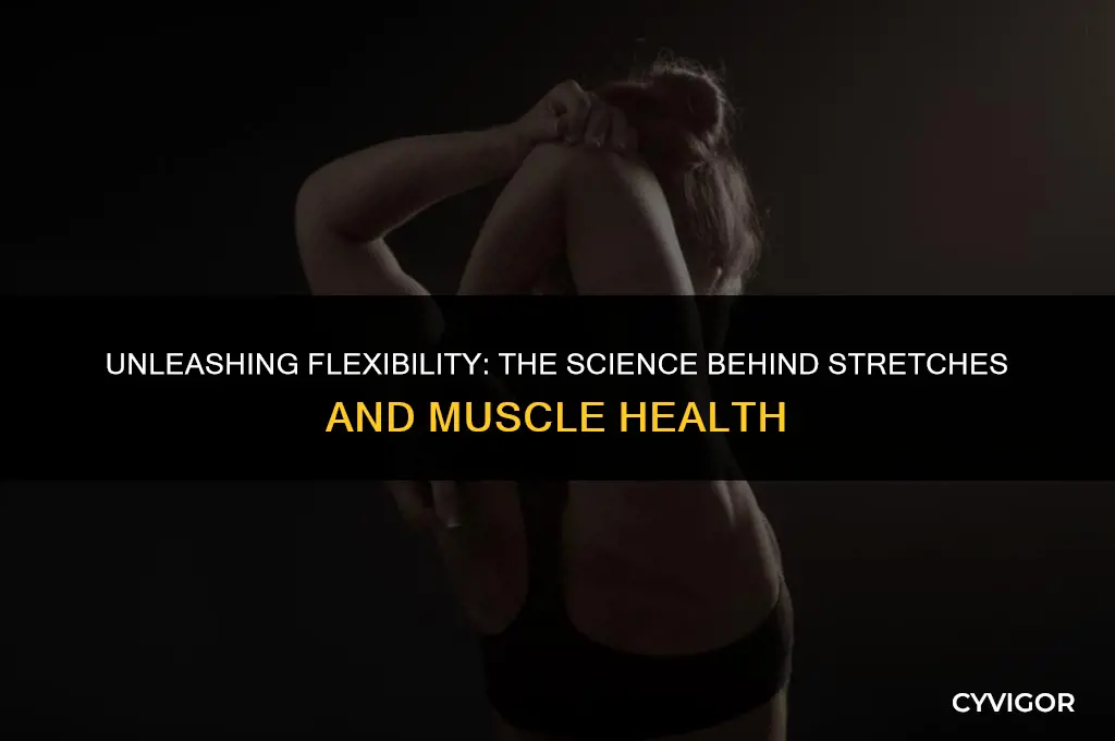 how to streches affect muscles