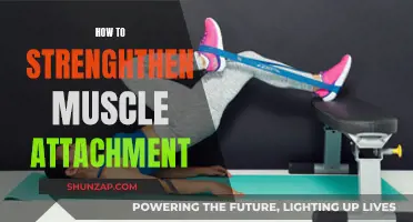 Strengthen Muscle Attachment: Strategies for Robust Connective Strength