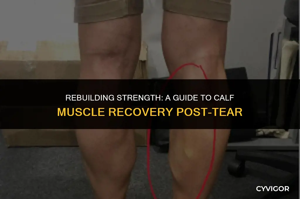 how to strengthen calf muscle after tear