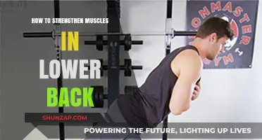 Empower Your Core: Effective Exercises to Strengthen Lower Back Muscles