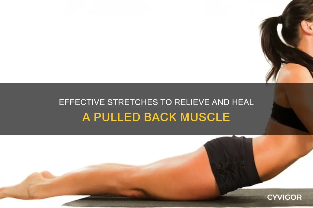 how to stretch a pulled back muscle