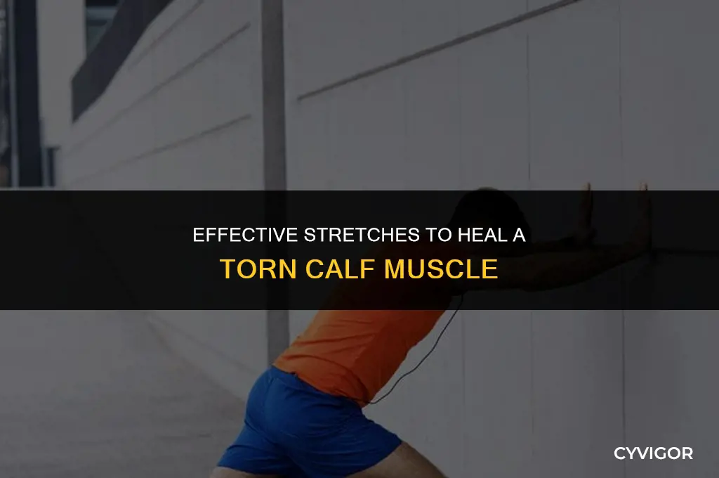 how to stretch a torn calf muscle