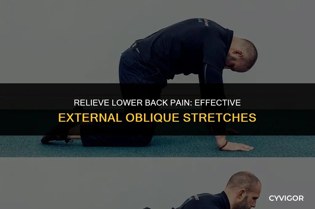 how to stretch lower back muscle external oblique