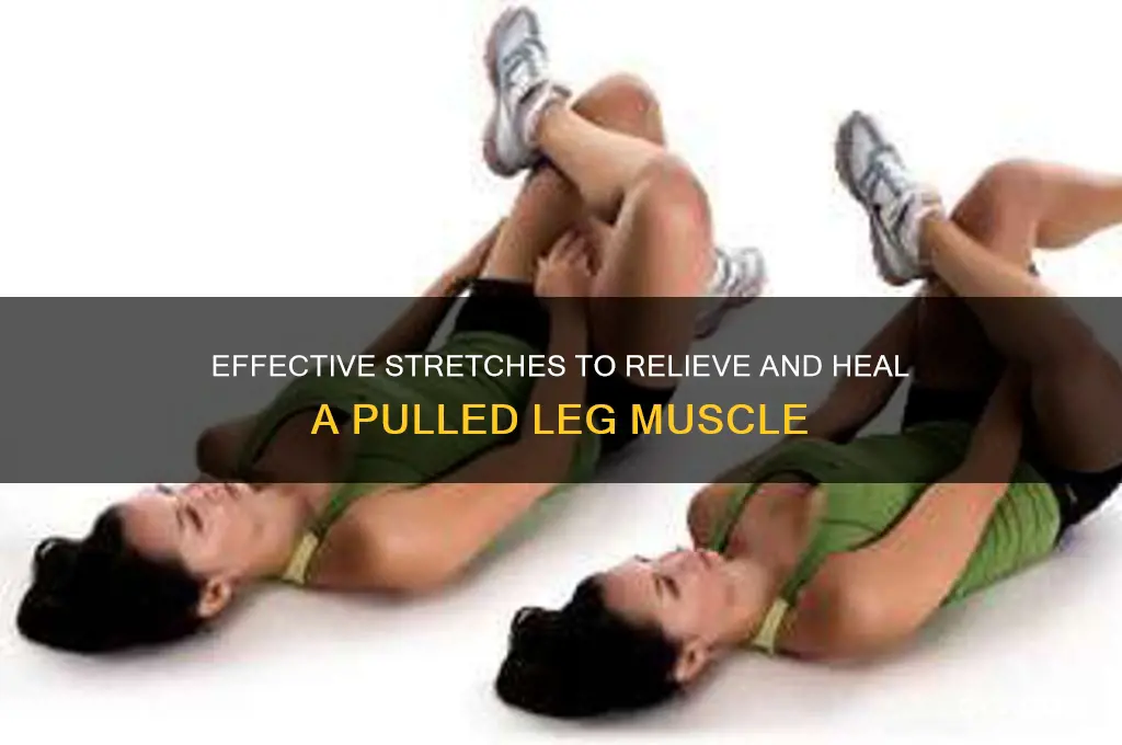 how to stretch out a pulled leg muscle