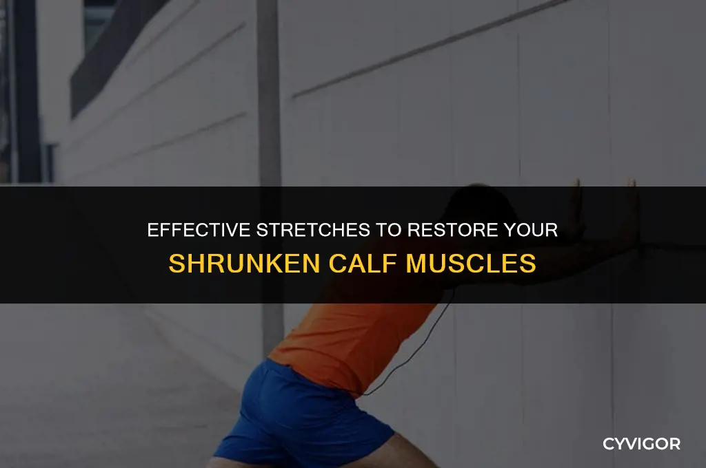 how to stretch out a shrunken calf muscles properly