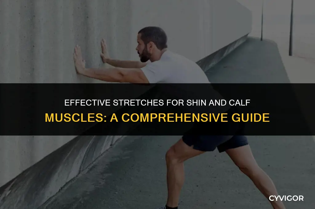 how to stretch shin and calf muscles