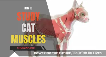 Studying Feline Muscles: A Comprehensive Guide