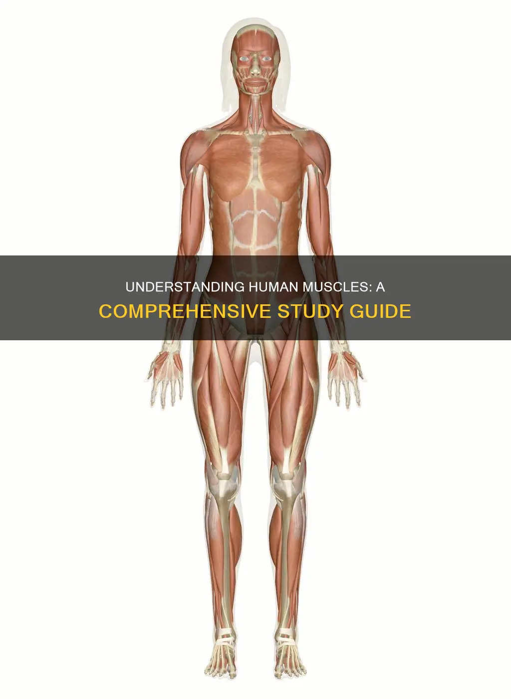 how to study human muscles