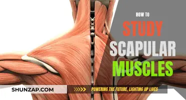 Mastering the Study of Scapular Muscles: Strategies for Success