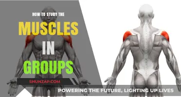 Master Muscle Groups: Effective Study Strategies for Anatomy Learners