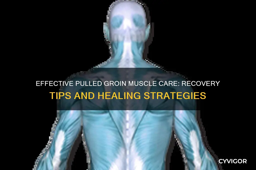 how to take care off a pulled groin muscle