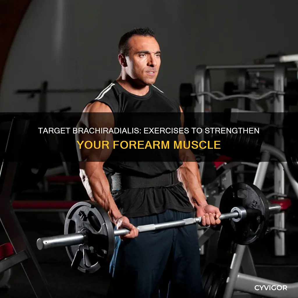 how to target brachiradislis muscle
