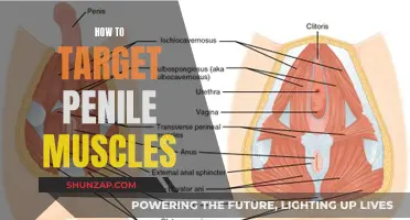 Target Penile Muscles: Techniques for Better Control and Strength