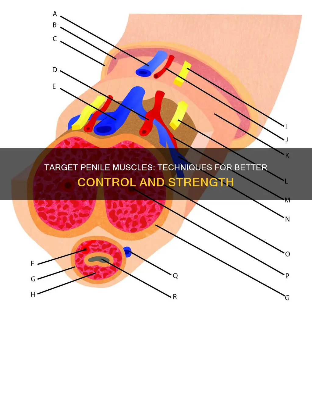 how to target penile muscles