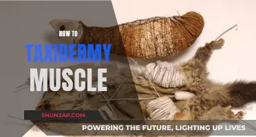 Mastering the Art of Taxidermy: Muscle Preservation and Display