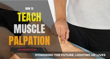 Mastering Muscle Palpation: Techniques for Teaching and Learning