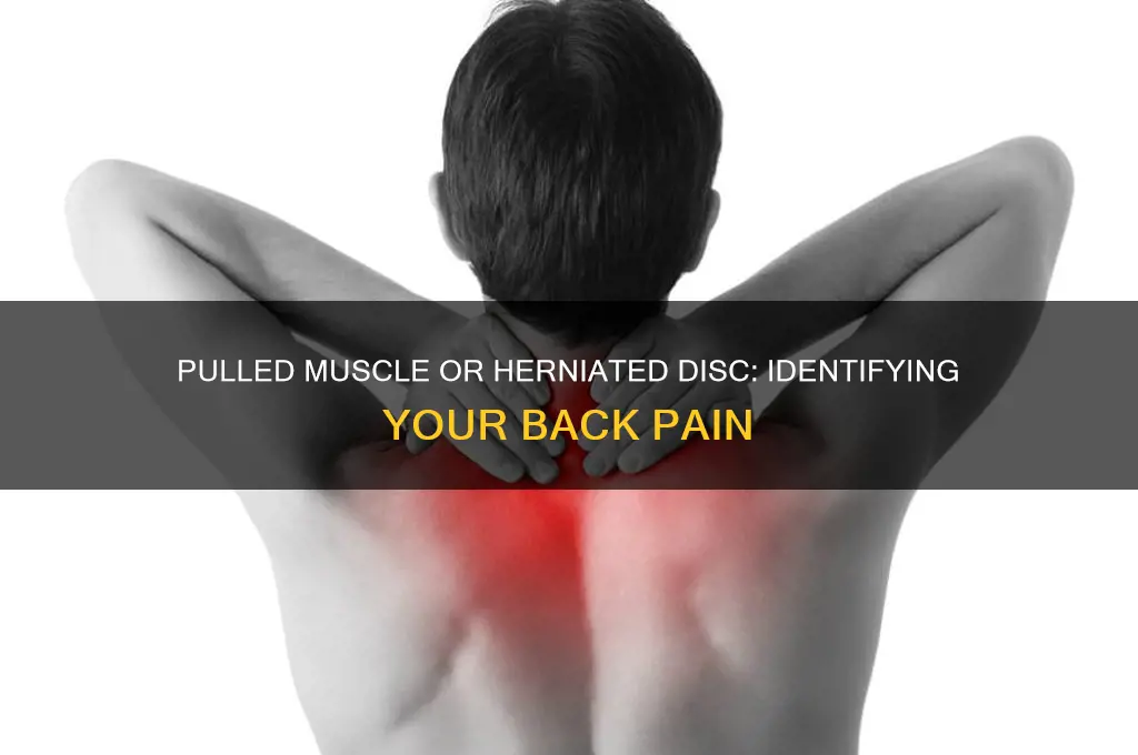 how to tell a pulled muscle from a herniated disc