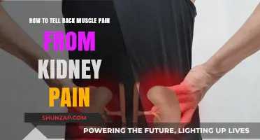 Back Muscle Pain vs. Kidney Pain: How to Tell the Difference