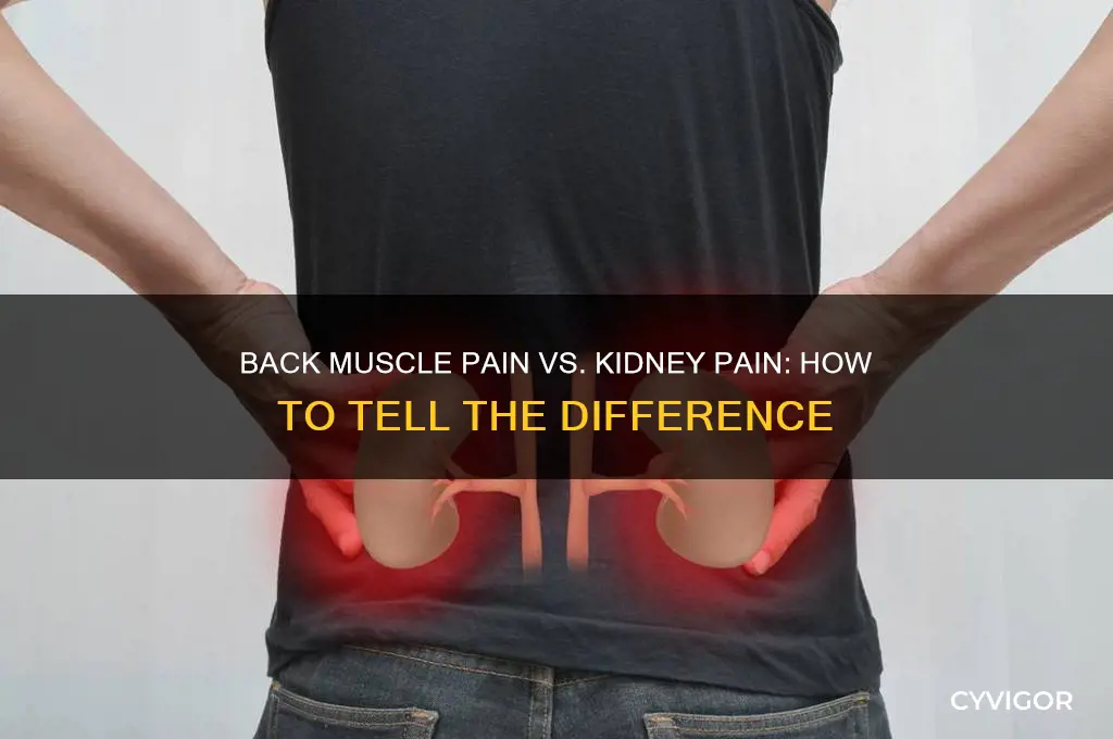 how to tell back muscle pain from kidney pain