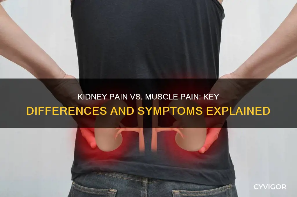 how to tell between kidney pain and muscle pain