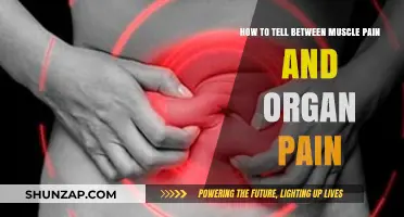 Muscle Pain vs. Organ Pain: Key Differences and Symptoms Explained