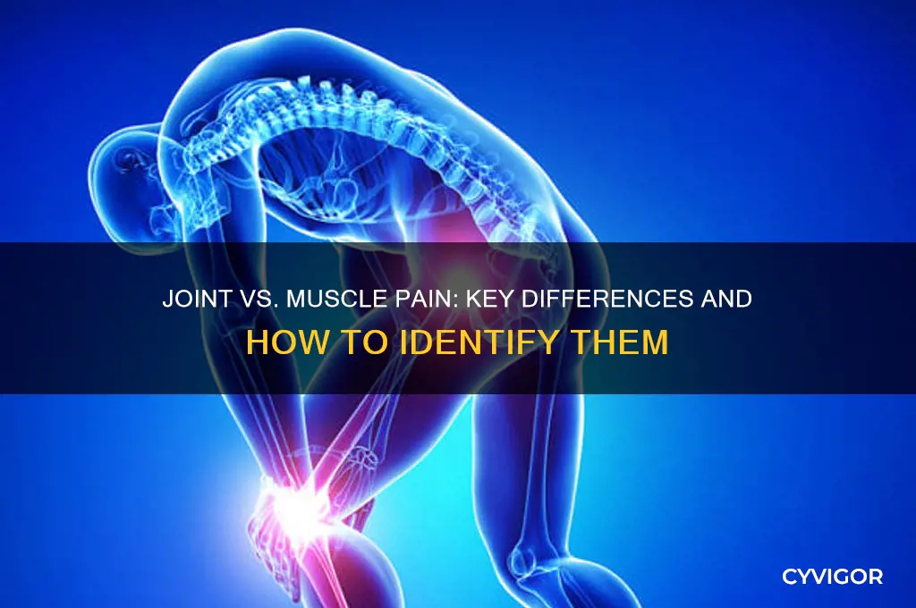 how to tell difference between joint and muscle pain