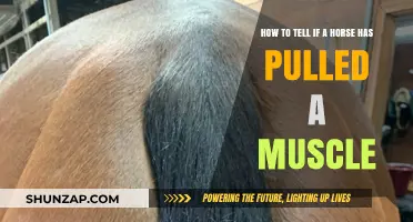 Identifying Pulled Muscles in Horses: Signs and Symptoms to Watch For