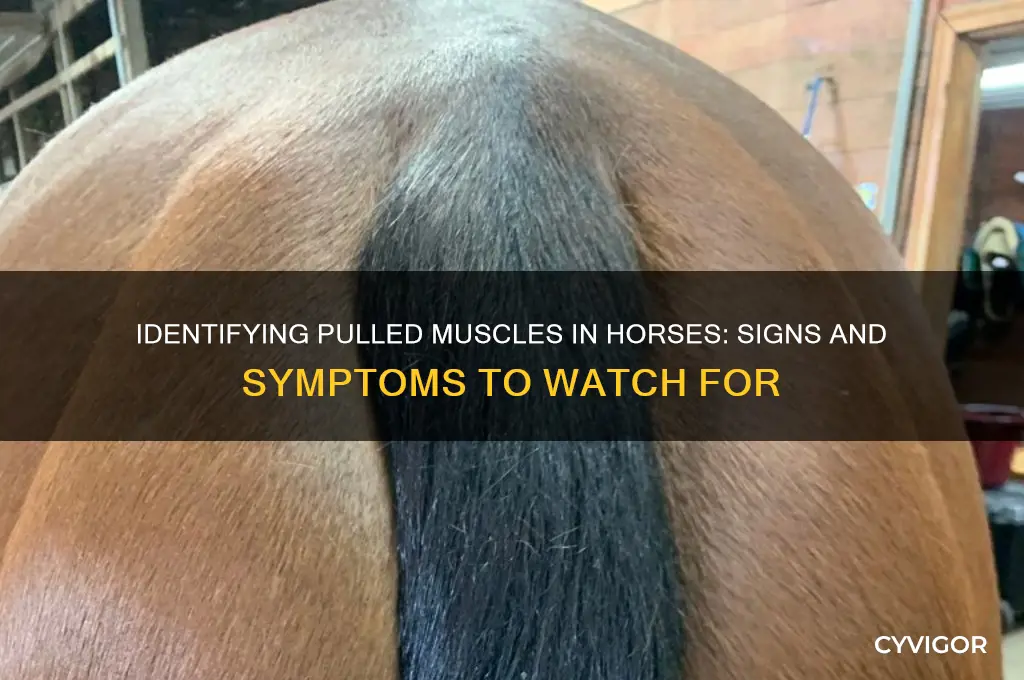 how to tell if a horse has pulled a muscle