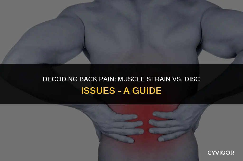 how to tell if back pain is muscle or disc