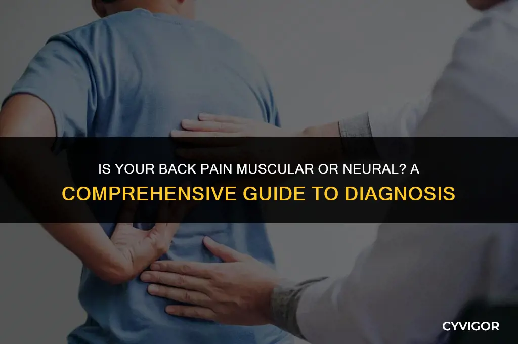 how to tell if back pain is muscle or nerve