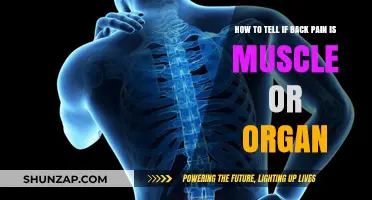 Muscle or Organ: Identifying the Source of Your Back Pain