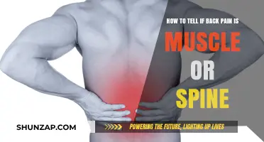Decoding Back Pain: Muscle Strain vs. Spinal Issues
