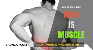 Identifying Muscle-Related Back Pain: Key Symptoms and Self-Assessment Tips